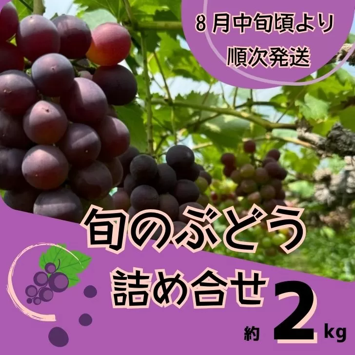 Y2 ぶどう の 詰合せ 約2Kg [ブドウ 葡萄 詰め合わせ セット 贈り物 藤稔 紫玉 ピオーネ シャインマスカット ギフト 贈答 自宅用 ]