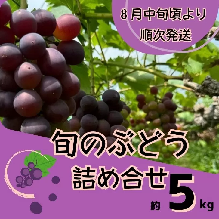 Y4　ぶどうの詰合せ　約5Kg　【 ブドウ 葡萄 詰め合わせ セット 贈答 藤稔 紫玉 ピオーネ シャインマスカット ギフト 自宅用 】