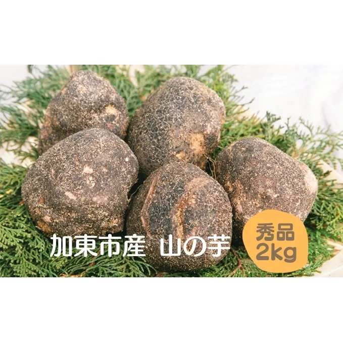 山の芋 加東市産（旧東条産）秀品 2kg 山芋 [野菜 やまいも 詰め合わせ 国産] やさい とろろ 