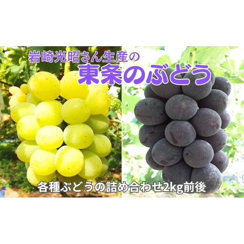 《令和7年産》岩崎光昭さん生産の「東条のぶどう」 食べ比べ  [ ぶどう ブドウ 葡萄 フルーツ 果物 詰合せ 2kg ] 