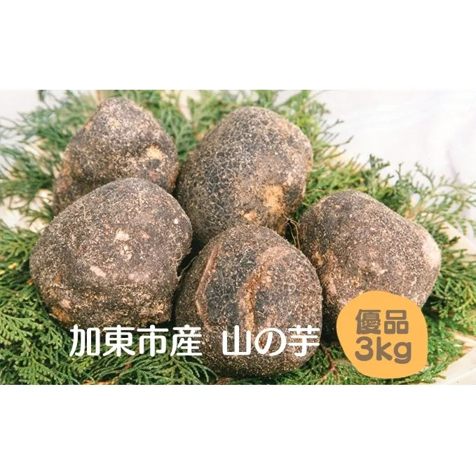 山の芋 加東市産（旧東条産）優品 3kg 山芋 [野菜 やまいも 詰め合わせ 国産] 根菜 