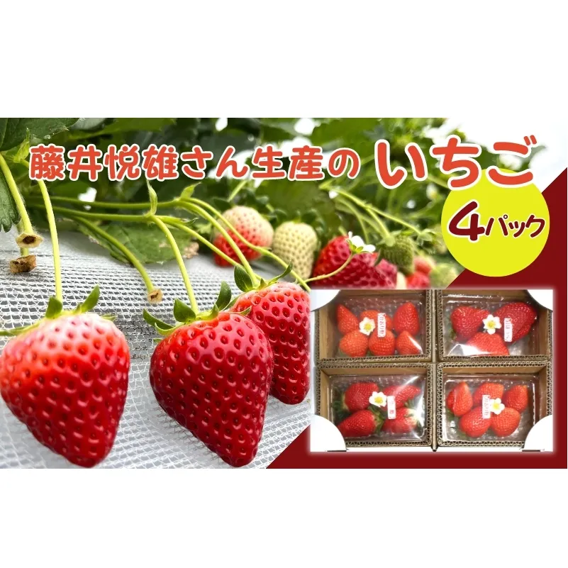 藤井悦雄さん生産の いちご 4パック [ フルーツ 果物 イチゴ 苺 ] ジャム ストロベリー 