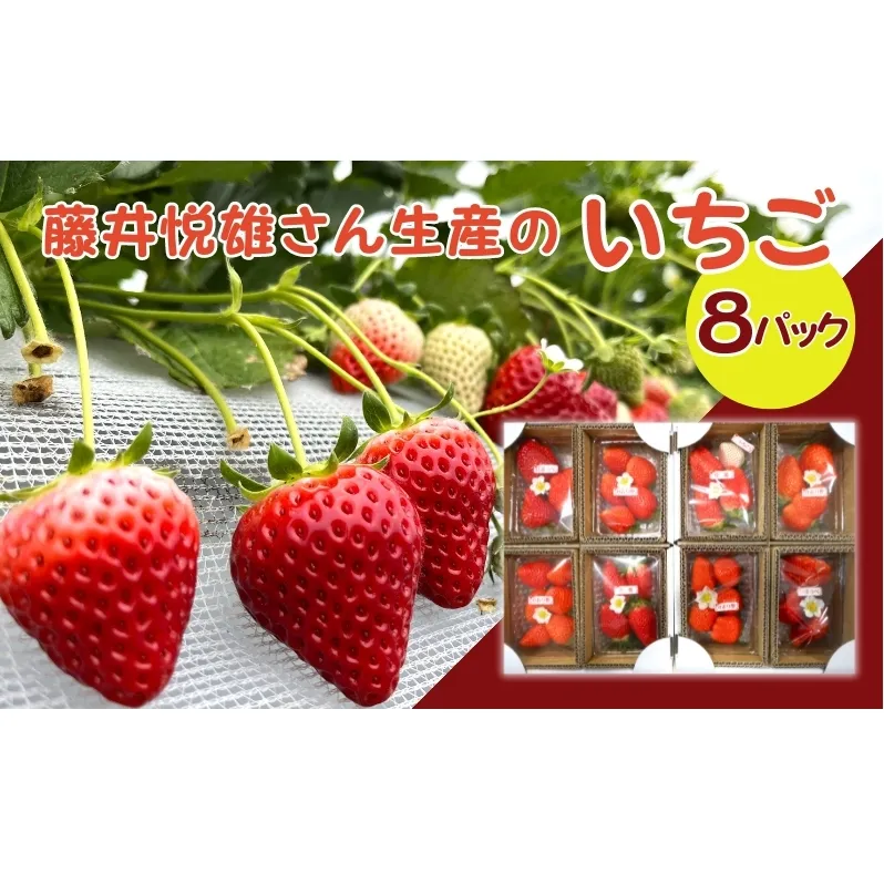 藤井悦雄さん生産の いちご 8パック [ フルーツ 果物 イチゴ 苺 ] ジャム ストロベリー 