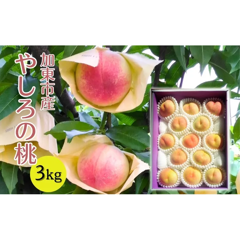 桃 加東市産『やしろの桃』3kg [フルーツ 果物 もも] ３kg 