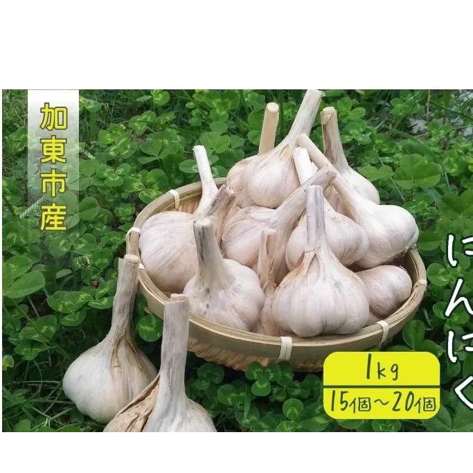 加東市産 オーガニック にんにく 1kg（15～20個）[ ニンニク 野菜 薬味 自家栽培 長期保存 常温保存 料理 ] 根菜 