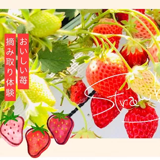 兵庫県猪名川町の「BERRYHOUSE」のいちご狩りペアチケット