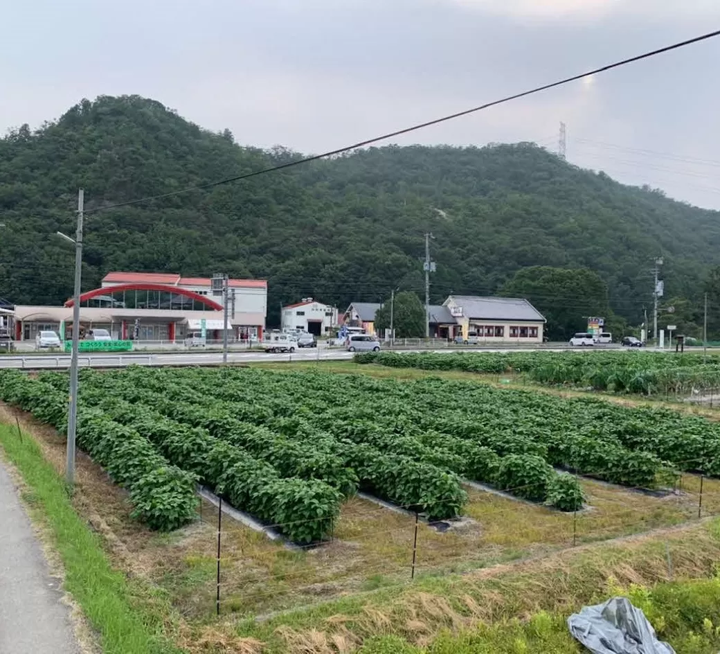 丹波黒大豆枝豆もぎ取体験 枝豆さや1Kgお持ちかえり