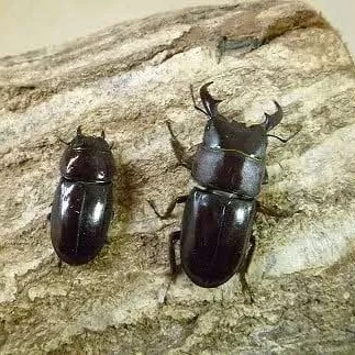 ダイトウヒラタクワガタ成虫ペア飼育セット付