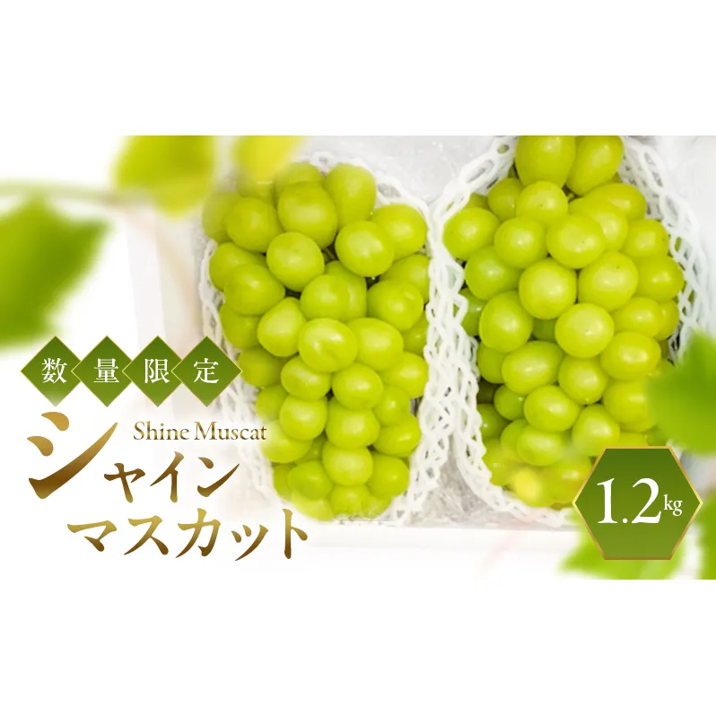 シャインマスカット 2026年発送 数量限定 ぶどう 1.2kg ブドウ 果物 フルーツ 葡萄 マスカット