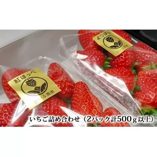 いちご詰め合わせ（2パック計500g以上）贈答用 化粧箱入り イチゴ 苺