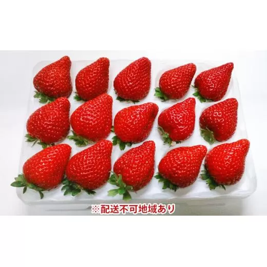 高井農園 季節のいちご詰合せ 1パック(約12～18個)