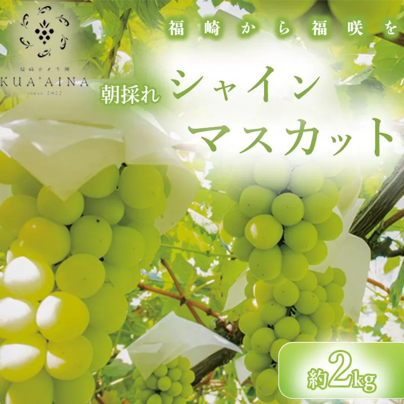 【兵庫県福崎産】「福崎から福咲を」 朝採れ ご家庭用 シャインマスカット ２kg 詰め合わせセット 福崎ぶどう園 ８月下旬から順次発送 ぶどう 数量限定