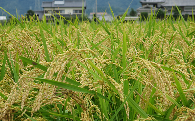 令和5年度】兵庫県福崎町産 ひのひかり 八千種米15kg 精米/兵庫 令和5年度】兵庫県福崎町産 ひのひかり 八千種米15kg 精米/兵庫