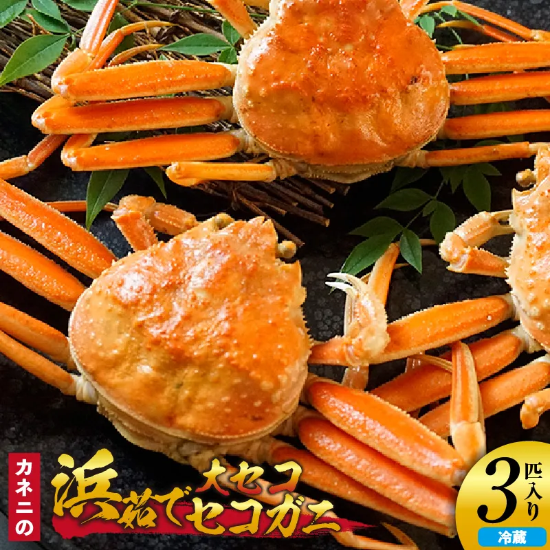 カネニの浜茹でセコガニ 大セコ 3匹入 冷蔵【令和8年11月中旬以降発送予定】 濃厚なカニ味噌 やみつきになる内子 外子 絶品 浜茹で 産地直送 鮮度抜群 香美町 香住 柴山 カニ 松葉ガニ せいこがに メスガニ 親ガニ カネニ 06-19