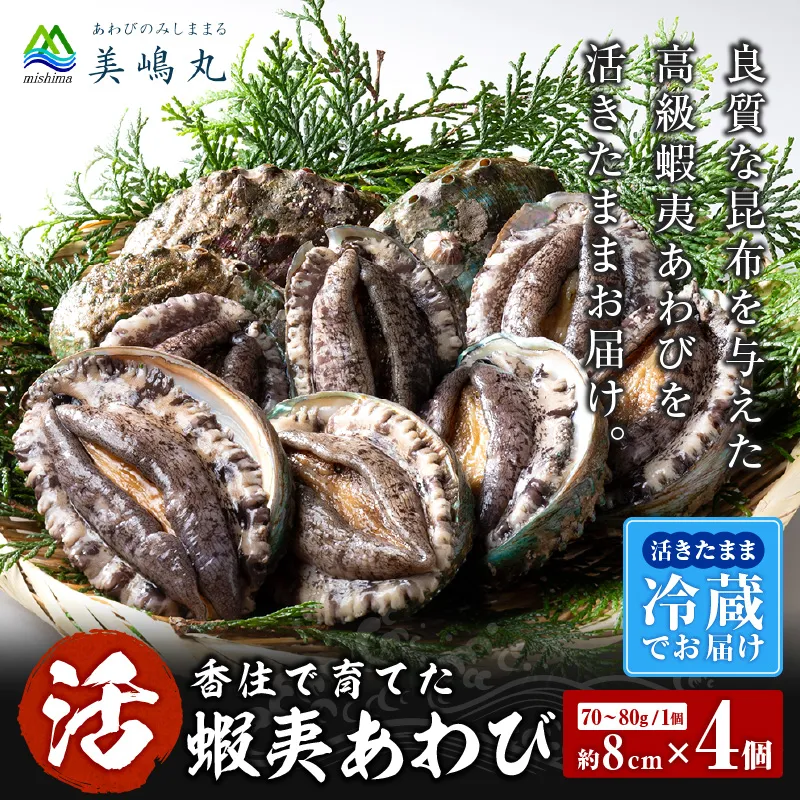 【冷蔵 活あわび 養殖 8cm×4枚 280～320g 1個70～80g】 TVで紹介 満点青空レストラン 国産 アワビ 鮑 活アワビ あわび 海鮮 刺身 BBQ レシピ入り 人気 テレビ TV 紹介 話題 おすすめ ふるさと納税 返礼品 兵庫県 香美町 香住 山陰 美嶋丸 20-01