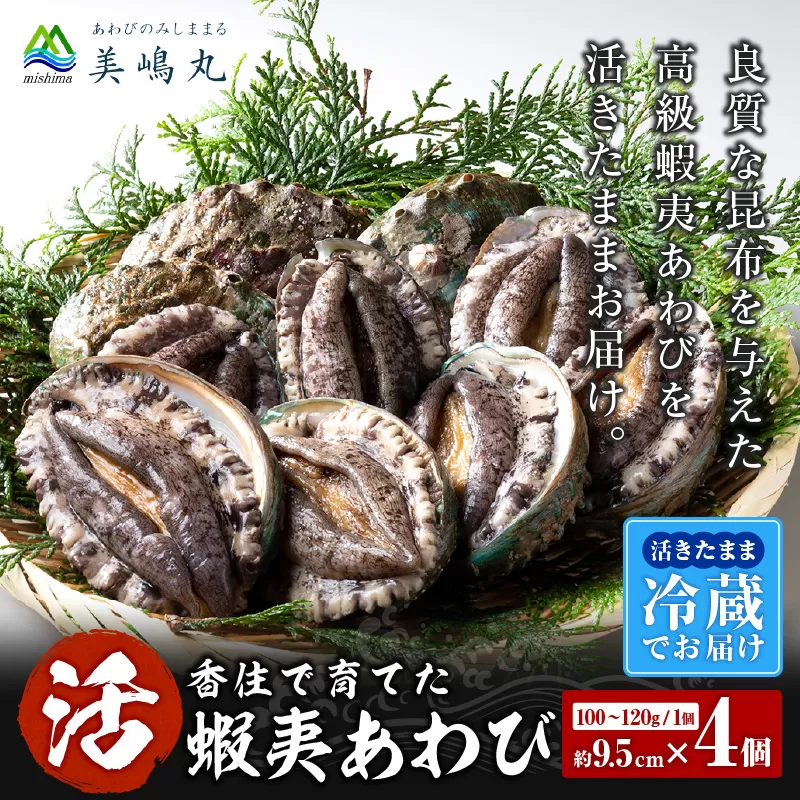 【冷蔵 活あわび 養殖 9.5cm×4枚 400g～480g (1個100～120g）】満点青空レストラン うまい！おせち2023に採用されました！アワビ 鮑 活アワビ あわび 海鮮貝 魚介 お刺身 BBQ バター焼き 新鮮 日本海 養殖 昆布 レシピ入り 人気 テレビ 紹介 話題 高級 香美町 香住 山陰 美嶋 20-03