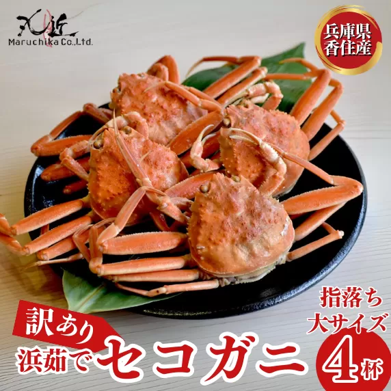 【先行予約】訳あり 浜茹で セコガニ 香住産 大サイズ4匹入り 冷蔵【令和8年11月中旬以降発送予定】香住 濃厚 ミソ やみつき 内子 外子 絶品 訳あり 指落ち 大人気  濃厚 香美町 柴山 山陰 日本海 国産 カニ ズワイガニ 松葉ガニ せいこがに メスガニ  爪 ほぐし ボイル 脚 鮮度抜群 茹で ボイル 蟹 かに カニ お取り寄せ ごちそう グルメ 贅沢 ご褒美  返礼品 丸近 19-10