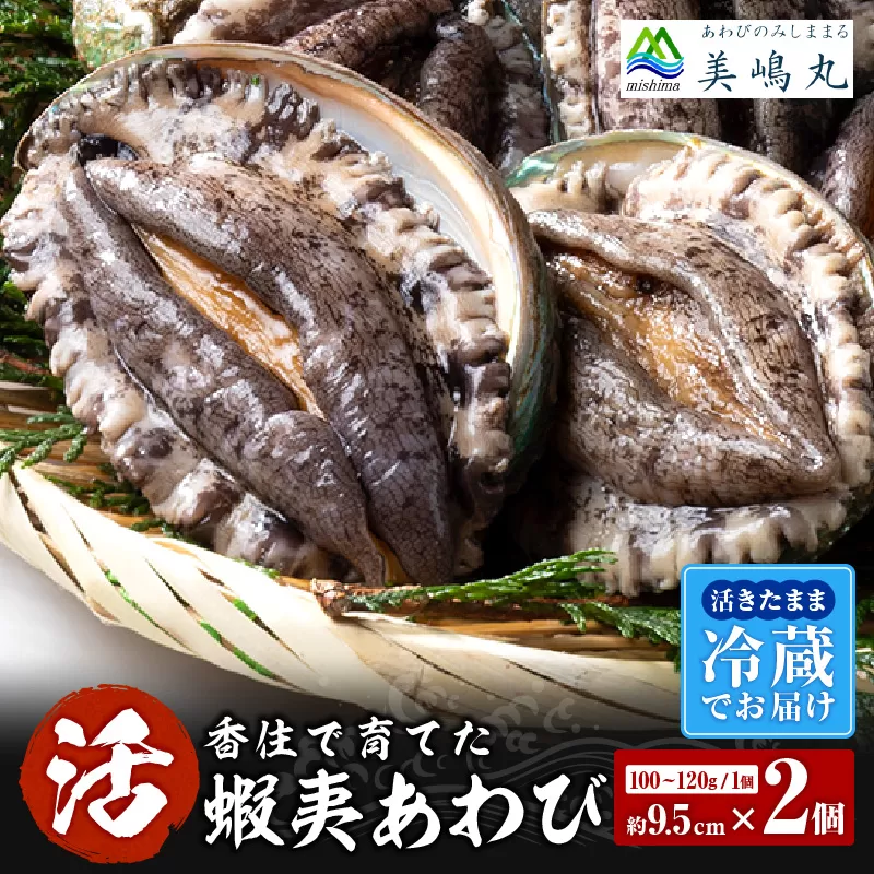 【冷蔵 活あわび 養殖 9.5cm×2枚 200〜240g (1個100〜120g）】満点青空レストラン うまい！おせち2023に採用されました！アワビ 鮑 活アワビ あわび 海鮮貝 魚介 お刺身 BBQ バター焼き 新鮮 日本海 養殖 昆布 レシピ入り 人気 テレビ 紹介 話題 高級 香美町 香住 山陰 美嶋丸 20-12