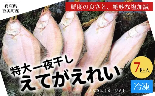 兵庫県香住産 特大 一夜干し えてがれい 7匹入り 冷凍 干物 一夜干し 香美町 香住 魚や HARATOKU 56-07