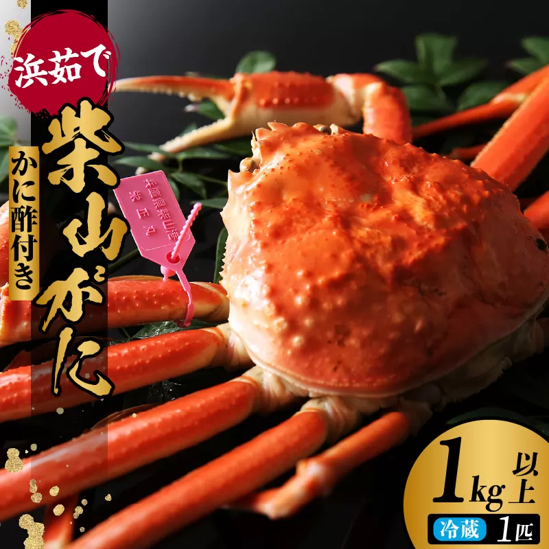 [先行予約][柴山ガニ タグ付き カネニの浜茹で (ボイル 高級柴山がに タグ付き 茹で 重量:1.0kg以上 冷蔵でお届け)]11月中旬以降発送予定 高級 かにすき 焼きガニ カニ ボイル 兵庫県 香美町 香住 柴山 カネニ 180000円 06-02