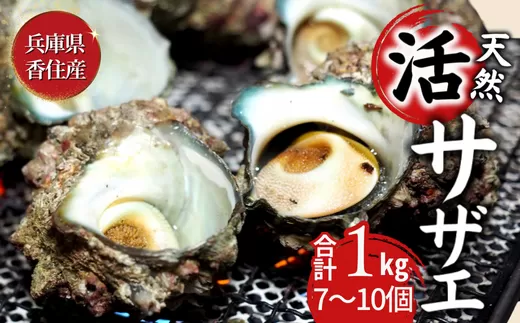 【サザエ 兵庫県香住産 新鮮 天然 活サザエ 1kg（7〜10個）冷蔵】※発送目安：入金確認後、順次発送 香住で水揚げされた新鮮なサザエをお届けします。つぼ焼き、炊き込みご飯（サザエ飯）、酒の肴などにピッタリ！磯の香りが濃く風味豊かなサザエです。大人気 ふるさと納税 夏休み BBQ バーベキュー キャンプ お盆 海 海水浴 日本海 兵庫県 香美町 香住 柴山 宿院商店 10000円 33-19