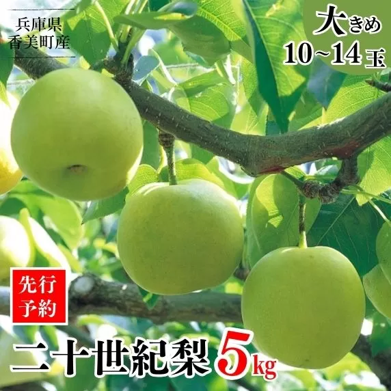 [先行予約][梨 20世紀梨 香住梨 5kg 大きめ(1玉350g〜500gを10〜14玉)]大人気 ふるさと納税 おすすめ 返礼品 ランキング 二十世紀梨 シャキシャキの食感 ほどよい甘さとみずみずしさ 日本海に面する梨の本場 兵庫県香美町で育つ「香住梨」 一つひとつの糖度を計測 兵庫県 香美町 香住 フルーツ ナシ 贈答品 ギフト 青梨 和梨 国産 JAたじま 16000円 12-05