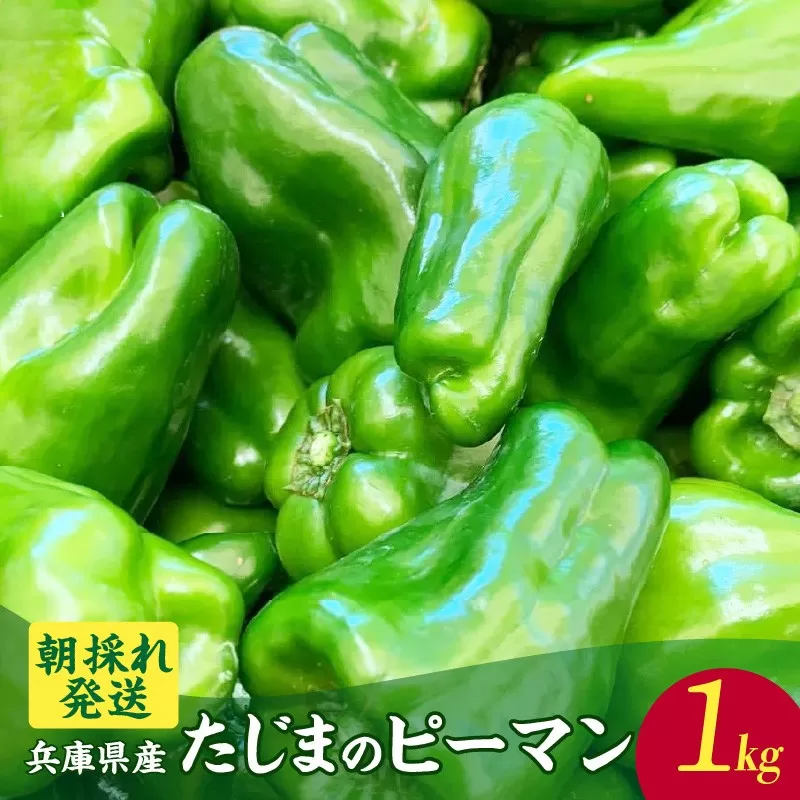 [朝採れ発送「たじまのピーマン」1kg]野菜 ピーマン たじま たじまピーマン 新鮮野菜 サラダ 野菜 おかず 詰め合わせ 絶品 お取り寄せ 美味しい 料理 おうちごはん 新鮮 ピーマン肉詰め 兵庫県 香美町 村岡 むらおか夢アグリ 6000円 41-26