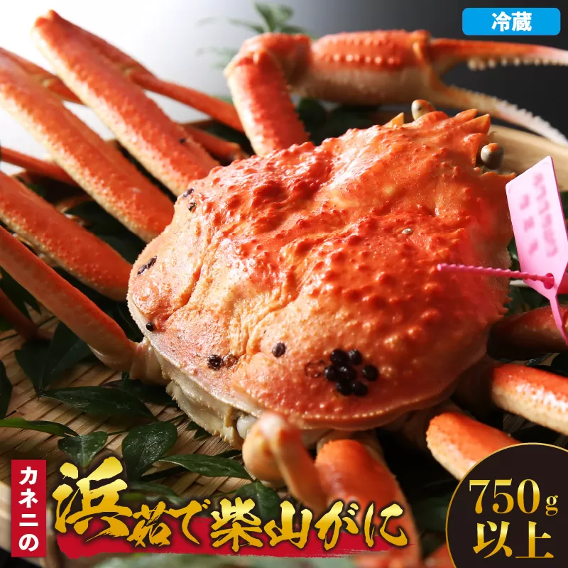 【先行予約】【カネニの浜茹で柴山がに 750g以上】令和7年11月中旬以降、水揚げ次第順次発送予定 冷蔵 高級 ふるさと納税 かにすき 焼きガニ カニ ボイル 兵庫県 香美町 香住 柴山 カネニ 06-20