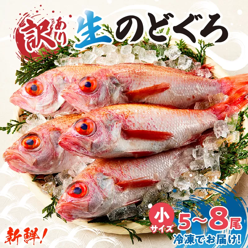 【訳あり のどぐろ 生冷凍 調理済 少し小さめ（1匹80〜100g前後）内容量：約600g〜700g 冷凍 兵庫県香住産】ご入金確認後、順次発送予定 サイズ不揃い 少し小さめ 日本海で水揚げ 鮮度抜群、脂乗りの良いノドグロを急速冷凍 細胞を壊さず、食品の美味しさをキープ 白身のトロ 産地直送 兵庫県 香美町 香住 柴山 山陰 大人気 ふるさと納税 送料無料 宿院商店 14000円 33-14