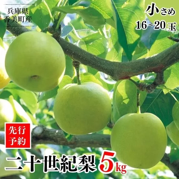 [先行予約][梨 20世紀梨 香住梨 5kg 小さめ(1玉250g〜300gを16〜20玉)]大人気 ふるさと納税 おすすめ 返礼品 ランキング 二十世紀梨 シャキシャキの食感 ほどよい甘さとみずみずしさ 日本海に面する梨の本場 兵庫県香美町で育つ「香住梨」 一つひとつの糖度を計測 兵庫県 香美町 香住 フルーツ ナシ 贈答品 ギフト 青梨 和梨 国産 JAたじま 16000円 12-09