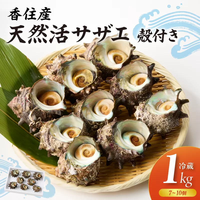 【兵庫県香住産 天然 活 サザエ 1kg（7～10個）冷蔵】香住で水揚げされた新鮮なサザエをお届け つぼ焼き 炊き込みご飯 サザエ飯 酒の肴 磯の香り 風味豊か さざえ 新鮮 天然 海鮮 大人気 夏休み BBQ バーベキュー キャンプ お盆 海 日本海 兵庫県 香美町 香住 柴山 宿院商店 33-19