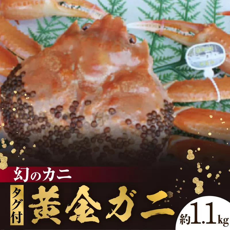 【先行予約】【幻のカニ 兵庫県香住産 タグ付き活黄金ガニ 約1.1kg 冷蔵】令和7年11月中旬以降、カニの水揚げ次第順次発送予定 松葉がにの旨味と香住ガニの甘みをあわせもつ黄金ガニ 水揚げ量が少なく大変貴重 特大サイズ かにすき お鍋 焼きガニ 香住漁港 柴山漁港 ふるさと納税 返礼品 おすすめ 兵庫県 香美町 日本海フーズ にしとも かに市場 130000円 07-39 