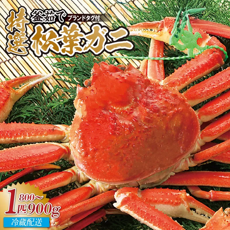 [特選 釜茹で 松葉がに 1匹(約800g〜900g)冷蔵]産地直送 鮮度抜群 国産 かに カニ 蟹 ズワイガニ 松葉ガニ ボイル 新鮮 カニの本場 高級 冬 かにすき 焼きガニ カニ鍋 大人気 おすすめ 贈り物 ギフト お取り寄せ 兵庫県 香美町 香住 柴山 宿院商店 33-28