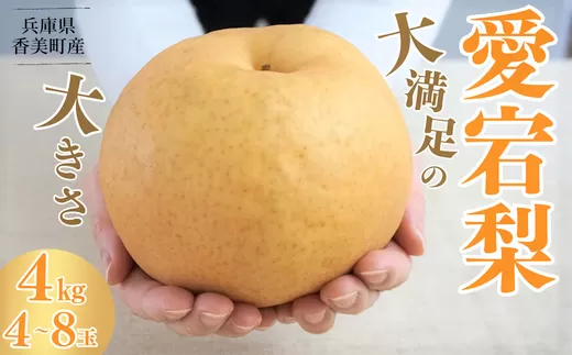 香住産 愛宕梨 4kg (1玉500g〜1?を4〜8玉）フルーツ 梨の一大産地香住からお届け 愛宕梨 甘味の中に適度に酸味 絶妙な美味しさ 味と品質へのこだわり 大人気 ふるさと納税 香美町 香住 果物 フルーツ ナシ 贈答 晩生 JAたじま 12-22