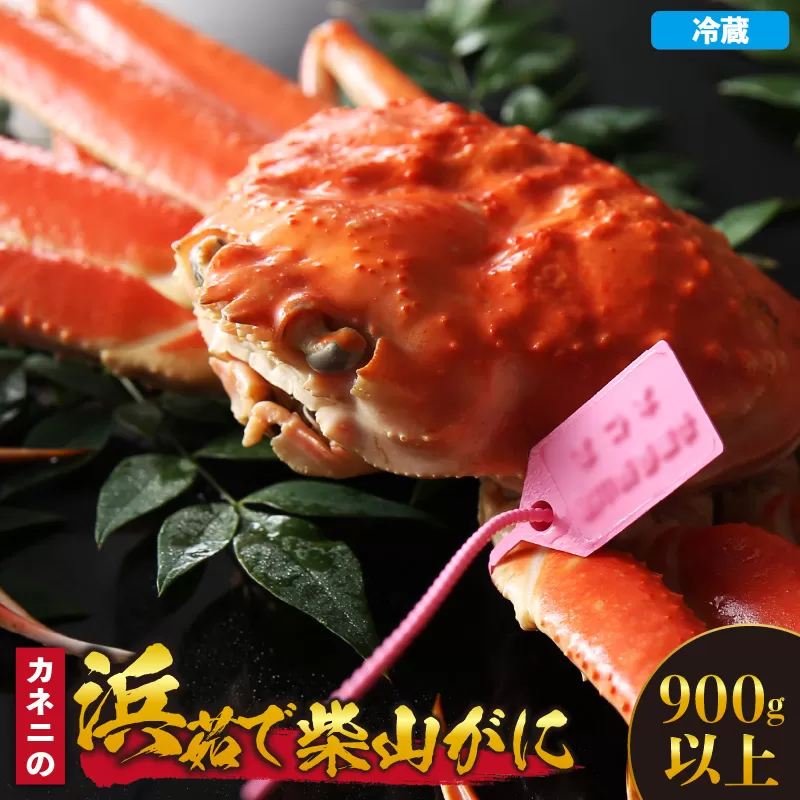 【先行予約】【カネニの浜茹で柴山がに 900g以上】令和7年11月中旬以降、水揚げ次第順次発送予定 冷蔵 高級 ふるさと納税 かにすき 焼きガニ カニ ボイル 兵庫県 香美町 香住 柴山 カネニ 06-21