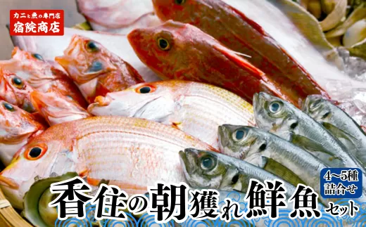 [香住の朝獲れ地魚セット 3-10月限定 新鮮 鮮魚 4〜5種類詰め合わせ(1.5kg〜2kg程度)香住産 冷蔵]配送日指定不可 季節感のある旬の鮮魚をお届け お刺身 煮魚 焼魚 フライ 兵庫県 香美町 香住 宿院商店 12000円 33-11