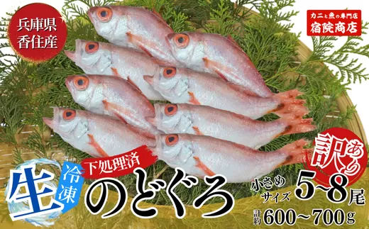 【訳あり のどぐろ 生冷凍 調理済 少し小さめ（1匹80〜100g前後）内容量：約600g〜700g 冷凍 兵庫県香住産】ご入金確認後、順次発送予定 サイズ不揃い 少し小さめ 日本海で水揚げ 鮮度抜群、脂乗りの良いノドグロを急速冷凍 細胞を壊さず、食品の美味しさをキープ 白身のトロ 産地直送 兵庫県 香美町 香住 柴山 山陰 大人気 ふるさと納税 送料無料 宿院商店 14000円 33-14