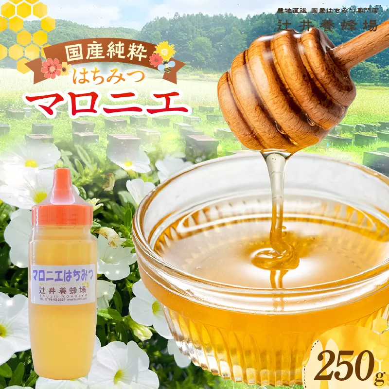 【国産純粋 マロニエはちみつ 250g ポリ容器】国産 純粋 マロニエ はちみつ ハチミツ 蜂蜜 栃の木 やさしい 香り まろやか パン ヨーグルト おすすめ 兵庫県 香美町 辻井養蜂場 81-01