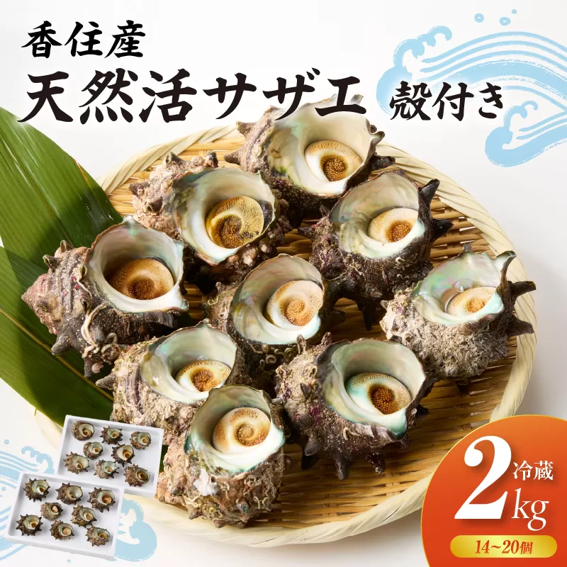 【兵庫県香住産 天然 活 サザエ 2kg（14～20個）冷蔵】香住で水揚げされた新鮮なサザエをお届け つぼ焼き 炊き込みご飯 サザエ飯 酒の肴 磯の香り 風味豊か さざえ 新鮮 天然 海鮮 大人気 夏休み BBQ バーベキュー キャンプ お盆 海 日本海 兵庫県 香美町 香住 柴山 宿院商店 33-20