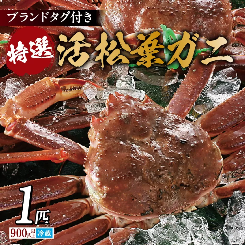 [特選 活 松葉ガニ 生 1匹(約900g〜1kg)冷蔵]11月中旬以降配送予定 香住で水揚げされた新鮮な活松葉ガニをお届け カニの本場 香住 新鮮 国産 鍋 かにすき 脚 足 爪 身 肩 大人気 ふるさと納税 兵庫県 香美町 香住 柴山 ズワイガニ 宿院商店 100000円 33-27