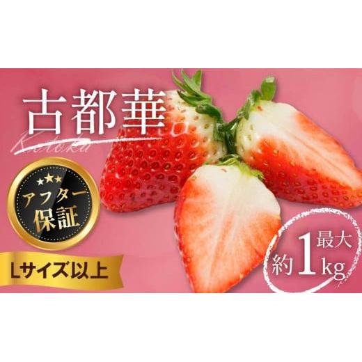いちご 古都華 1kg 250g×4パック Lサイズ以上 250g 2026年 1月発送 小分け パック フルーツ 果物 スイーツ 甘い いちご 苺 イチゴ お取り寄せ 大粒 朝採り フルーツ 果物 国産 冷蔵配送 送料無料 高級 家庭用 ケーキ お菓子 使用 1kg 10000円 1万円 奈良県 奈良市