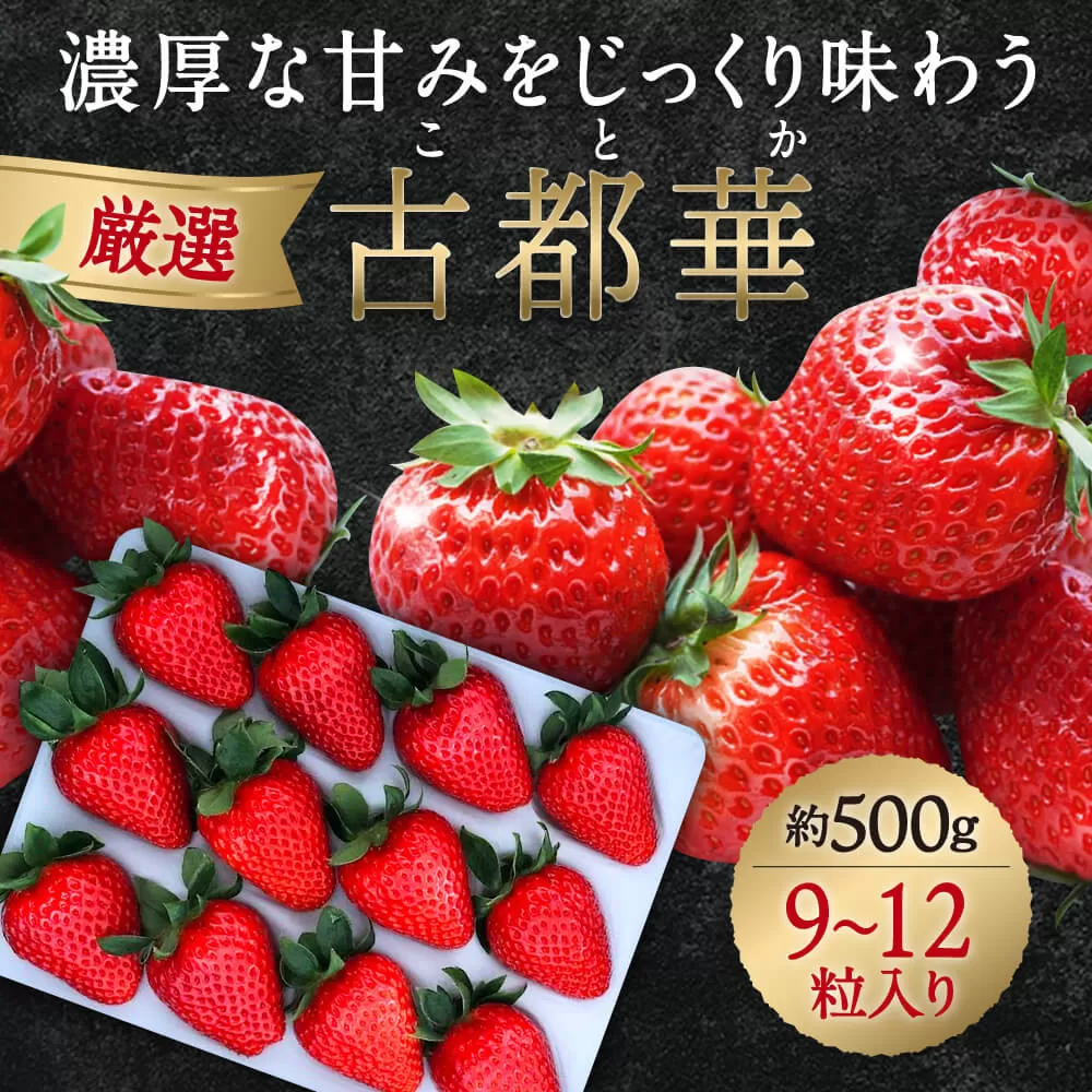 【数量限定】厳選 大ちゃんの古都華（贈答用）（５００ｇ×１パック）　いちご農家だるまいちご 苺 いちご 奈良ブランド苺 イチゴ ブランド プレゼント いちご農家だるま I-287