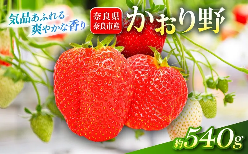 いちご かおり野 約540g 1パック約270g 2パック 2027年発送 鶏冠果 サイズ混合 不揃い 数量限定 冷蔵 イチゴ 苺 itigo ichigo strawberry フルーツ 果物 旬 産地直送 小分け ブランドいちご 甘い おすすめ おいしい 贈答 プレゼント ギフト ふるさと納税いちご 芳醇ないちご 奈良県 奈良市 いちご農家だるま