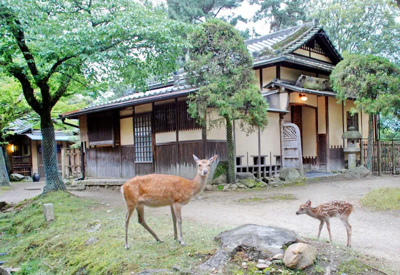 江戸三 若草鍋（ランチまたはディナー） 期間限定 10月1日～3月31日 2名様 お食事券 edo003
