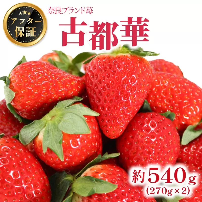 いちご 古都華 約540g 270g×2パック 2026年1月発送 冷蔵 小分け 果物 スイーツ デザート フルーツ ベリー ふるさと納税いちご 大粒 採れたて 完熟 おやつ 産地直送 先行予約 数量限定 季節限定 ブランド 苺 イチゴ いちご 岩井農園 奈良県 奈良市