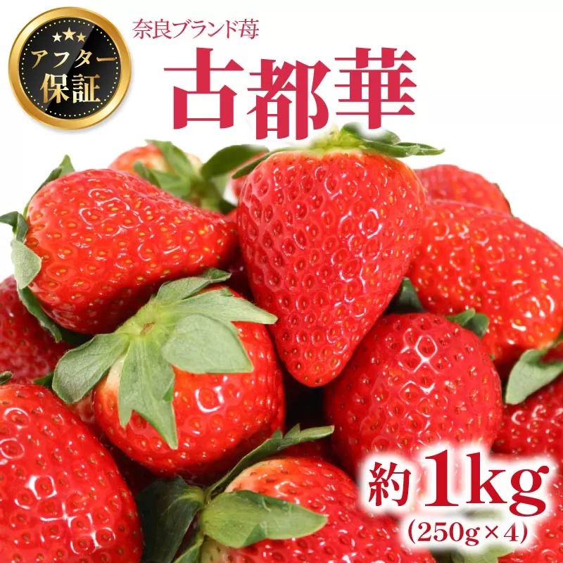 いちご 古都華 約1kg 250g×4パック 2026年1月発送 冷蔵 小分け 果物 スイーツ デザート フルーツ ベリー ふるさと納税いちご 大粒 採れたて 完熟 おやつ 産地直送 先行予約 数量限定 季節限定 ブランド 苺 イチゴ いちご 岩井農園 奈良県 奈良市