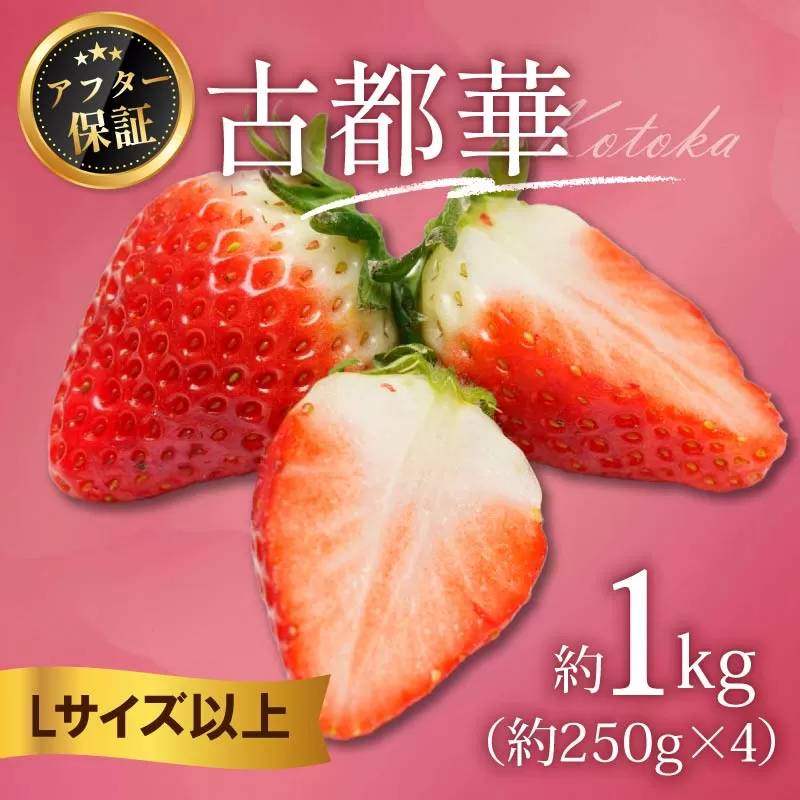 いちご 古都華 1kg 250g×4パック Lサイズ以上 250g 2027年 1月発送 小分け パック フルーツ 果物 スイーツ 甘い いちご 苺 イチゴ お取り寄せ 大粒 朝採り フルーツ 果物 国産 冷蔵配送 送料無料 高級 家庭用 ケーキ お菓子 使用 1kg 10000円 1万円 奈良県 奈良市