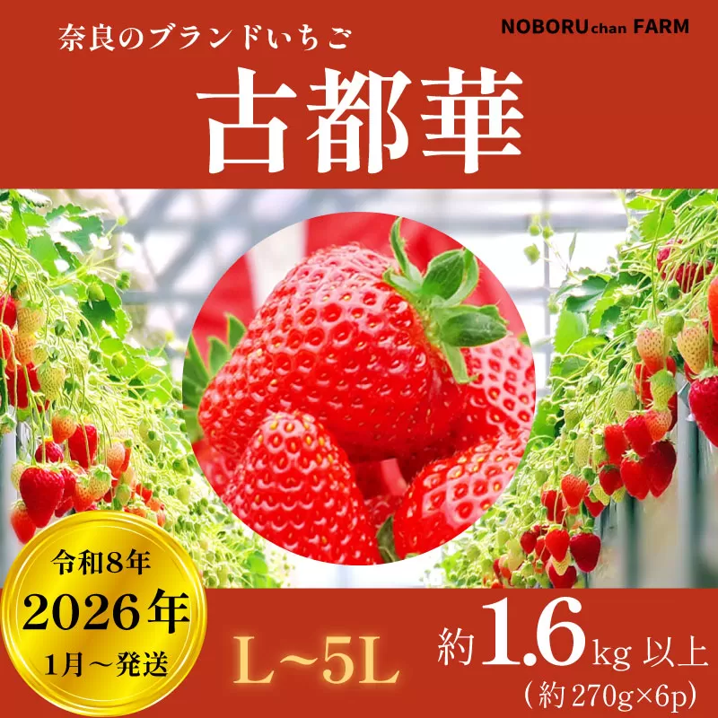 いちご 古都華 1600g以上 270g×6P 先行予約 数量限定 新鮮 産地直送 厳選 2026年1月以降発送 大粒 冷蔵 小分け 旬 ブランド イチゴ 苺 フルーツ 果物 くだもの 国産 限定 ベリー 贈答用 ストロベリー デザート スイーツ ギフト プレゼント 季節 特産品 奈良市 奈良県 のぼるちゃんファーム