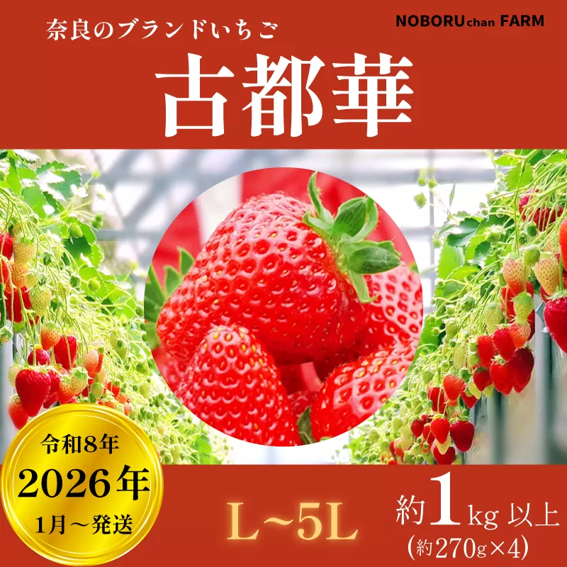 [ 先行予約 / 数量限定 ] いちご 1kg 以上 ( 270g × 4P ) 新鮮 産地直送 厳選 [2026年1月以降発送] 旬 ブランド イチゴ 苺 古都華 フルーツ 果物 くだもの 国産 限定 大粒 産地 農場 直送 フレッシュ ベリー 贈答用 プレゼント 人気 おすすめ 苺 デザート スイーツ イードム株式会社 のぼるちゃんファーム 奈良県 奈良市 なら 11-108