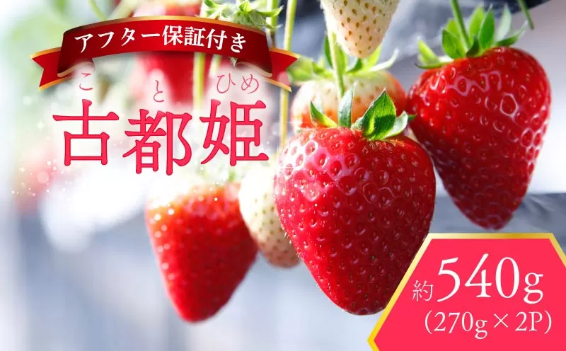 いちご 古都姫 約540g 270g×2パック 超希少品種 2026年2月発送 冷蔵 小分け 果物 スイーツ デザート フルーツ ベリー ふるさと納税いちご 大粒 採れたて 完熟 おやつ 産地直送 先行予約 数量限定 季節限定 ブランド 苺 イチゴ いちご 希少 お取り寄せ 大粒 岩井農園 奈良県 奈良市 15-085